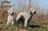 BEDLINGTON TERRIER 142